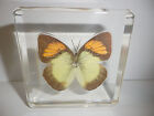 Yellow Orange Tip Butterfly Specimen in 82x82x19 mm Clear Lucite Block DBTN
