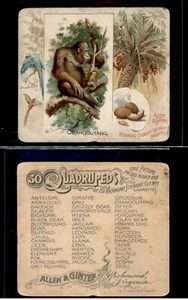 1888 N41 ALLEN & GINTER  QUADRUPEDS    " orangoutang "        641 - Picture 1 of 1