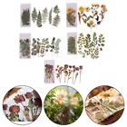Aesthetic and Unique Diary Deco Craft Stickers with 6pcs Dried Flower Design