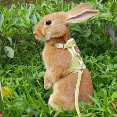 Nuevo Lindo Conjunto de Arnés y Correa de Conejo Chaleco Conejito Mascota Accesorios Suministros Foto 1 de 4