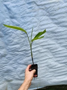 2x RARE PLANT COLLECTORS PALM Socratea exorrhiza - Picture 1 of 7