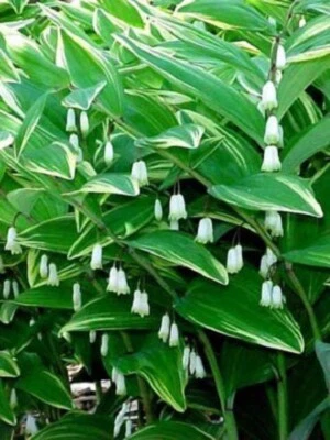 SEEDVILLE USA 15 SOLOMONS SEAL Polygonatum Canaliculatum Flower Seeds