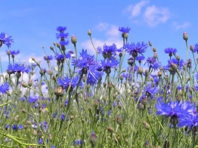 VALLEY VIEW RANCH Cornflower / "Bachelor Buttons" 100 seeds / Medicinal Flower