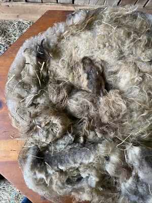 Icelandic fleece Really NICE, Raw unwashed, unskirted, 2.4 lbs - Image 1 of 4