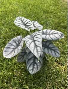 ALOCASIA SILVER DRAGON (“6 Pot) - Picture 1 of 2