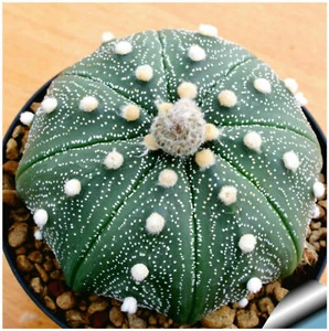 10 semi di Astrophytum asteralis Gonzales, piante grasse - Foto 1 di 1