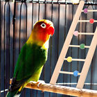 Wooden Bird Ladder Toy for Parakeets, Parrots, Cockatoo