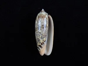 Sea Shell Oliva termulina 59,2 mm ID#8412 - Imagen 1 de 2