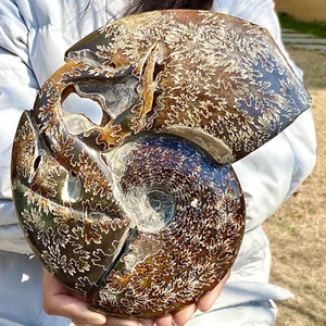 Caracola de tentáculo natural de 4,27 lb especímenes fósiles de Madagascar - Imagen 1 de 11