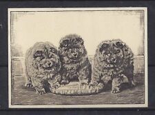 New Listing1938 Uk Dog Art Photo Etching Ardath Cigarette Card Three Puppies Chow Chow Vg+