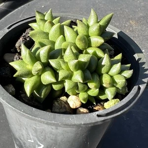 Anacampseros gracilis - Drought hardy succulent - Picture 1 of 10