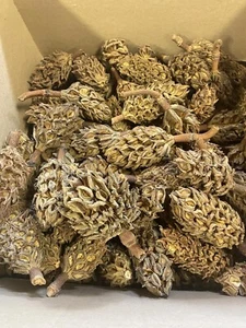 Magnolia Pine Cones - Stunning Magnolia Seed Pods, Great for Decorating, Crafts - Picture 1 of 3