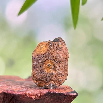 China Innere Mongolei Gobi grober Achat Präparat - Bild 1 von 3