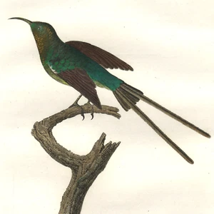 Scarce 1802 AUDEBERT & VIEILLOT Hand-Colored Folio Engraving HUMMINGBIRDS Pl. 40 - Picture 1 of 8