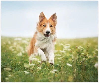 Manta polar border collie roja personalizada en prado 50x60 cama sofá regazo   Foto 1 de 3