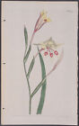 Curtis - Narrow-leaved Corn-flag. 602 - 1787-1800's The Botanical Magazine