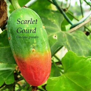 ~IVY GOURD~ Coccinia Grandis Scarlet Gourd Tindora Tropical Vine 10 Fresh Seeds - Picture 1 of 10