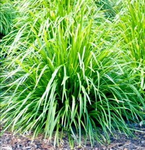 30 x NATIVE MAT RUSH GRASS SEEDS-VERY STYLISH GARDEN FEATURE-BUSH TUCKER PLANT - Picture 1 of 13