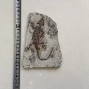 Chinesische echte Monjurosuchus Choristodera Fossil seltene Sammlung - Bild 1 von 3