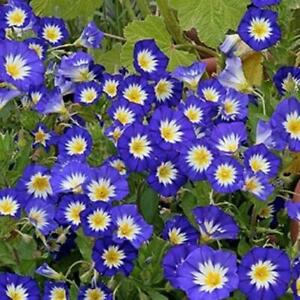 Morning Glory DWARF ROYAL ENSIGN Heirloom BLUE FLOWERS Non-GMO 50 Seeds!