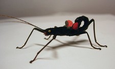 10 X Black beauty (Peruphasma schultei) fertile stick insect eggs