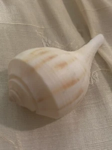 Peach And White Lightening Whelk - Picture 1 of 4