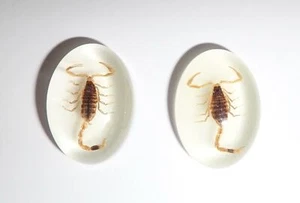 Insect Cabochon Golden Scorpion Oval 18x25 mm Glow in the dark 2 pieces Lot - Picture 1 of 11