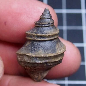 35mm Gastropod Fossil Jurassic Morocco 1360 - Picture 1 of 7
