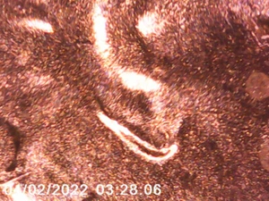 2021 D/D Lincoln Cent - DDO & DDR - Doubled Ear - ALLE BILDER - KOSTENLOSER VERSAND! *13 - Bild 1 von 4