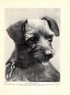 1930s Antique Border Terrier Print Vintage Queen O' The Hunt 4716u