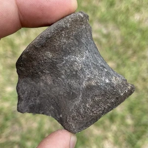Fossile vertebre delfino Florida meridionale fossile invecchiato del Miocene - Foto 1 di 4