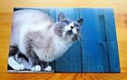 CAT PRINTED POSTCARD ~ SNOWSHOE ~ BY ASTRID HARRISSON - NEW