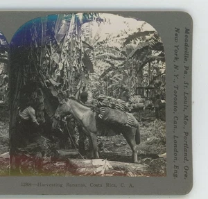 Costa Rica Bananenernte Keystone Stereoview - Bild 1 von 2