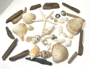 Sea Shell & Driftwood lot Size Sm-Med Craft Decor Scallop Cockle Starfish Conch - Picture 1 of 11