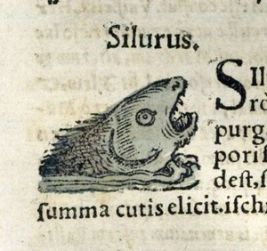 Gravure ancienne estampe illustration POISSON LE SILURE, CRAPAUD LA GRENOUILLE - Imagen 1 de 5