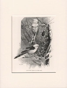 ALTER ANTIKER VOGELSTICH 1916 DRUCK FERTIG MONTIERT DIE LANGSCHWANZMEISE - Bild 1 von 1