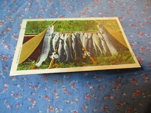 Old Postcard 1953 Chetek Wis Boat Oars Fishing Poles Lots of Fish - Picture 1 of 2