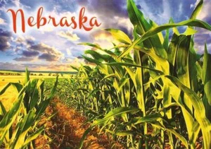 Postcard NE Nebraska The Cornhusker State Corn Field MINT Unused - Picture 1 of 1
