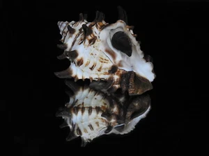 Sea shell Vasum tubiferum 89,4 mm ID#6041 - Imagen 1 de 6