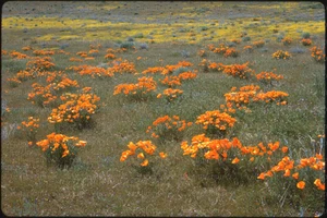 Original 1982 Kodachrome 35mm Dia - California Desert Poppies in Full Bloom - Bild 1 von 2