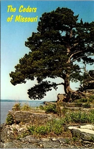 The Cedars of Missouri Postcard Chrome - Picture 1 of 2