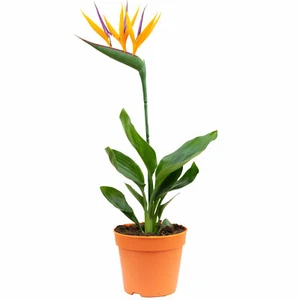 Paradiesvogelblume mit Kunstblüte - Strelitzia Reginae - Höhe ca. 35-40 cm, Topf - Bild 1 von 1