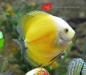 discus fish ebay