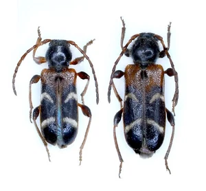 Cerambycidae, Phymatodes (Poecilium) alni (Linneo, 1767), UCRAINA, coppia - Foto 1 di 1