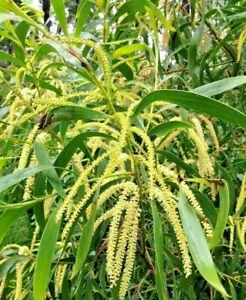 Acacia maidenii "Maiden's wattle" ( fresh ) NATIVE TREE 10 SEEDS - Picture 1 of 1