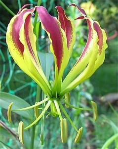 Gloriosa Carsonii Glory Vine 8 Samen, Kletterflamme Lilie mehrjährige Blume - Bild 1 von 2
