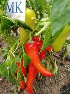 Pimienta Sweet Banana,10 semillas,seeds,Capsicum annuum (284) - Picture 1 of 2