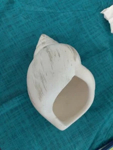 Shell Candle. (Cm) - Picture 1 of 4