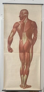 Life Size Muscle Male Medical Chart Circa 1970s Deutsche Hygiene Museum - Picture 1 of 16