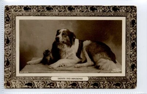 (Gd1552), RPPC, Collie Tipo Perro y Gatito, Dignidad e Impudencia, 1909 - Imagen 1 de 4